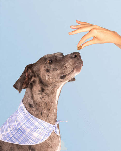 Dog is Human DM-01 Daily Multivitamin